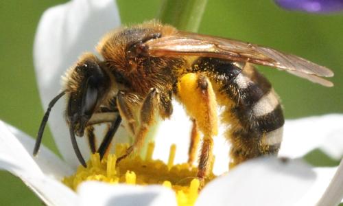 Lasioglossum xanthopus